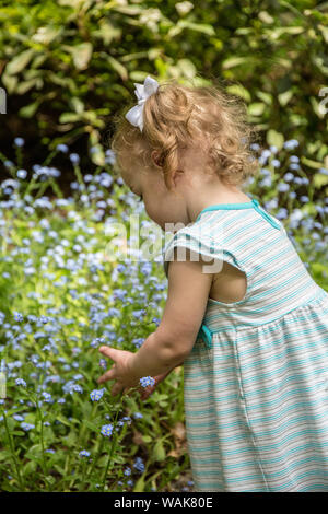 Issaquah, Washington State, USA. 18 month old girl admiring the forget-me-not flowers (MR) Stock Photo