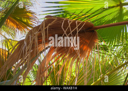 Palm fronds, Coachella Valley, Thousand Palms Oasis Preserve, California Stock Photo