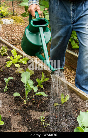 Issaquah, Washington State, USA. Elderly man hand watering his lettuce starts in his garden. (MR,PR) Stock Photo