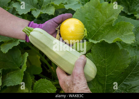 Bellevue, Washington State, USA. Woman holding freshly harvested one ball squash and a man holding a cavili squash. (MR) Stock Photo