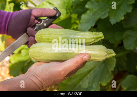 Bellevue, Washington State, USA. Woman and man each holding a freshly harvested cavili squash. (MR) Stock Photo