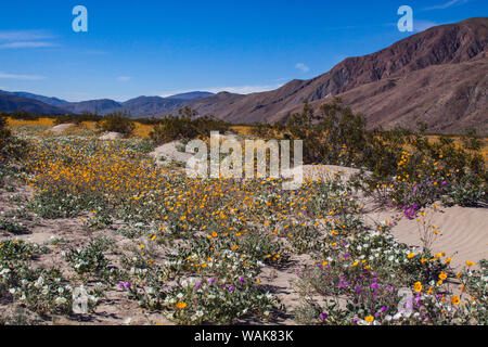 Wildflowers, Anza Borrego Desert State Park, California Stock Photo