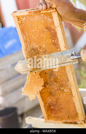 Man uncapping honey in a capped frame, using an electric hot knife. (MR) Stock Photo