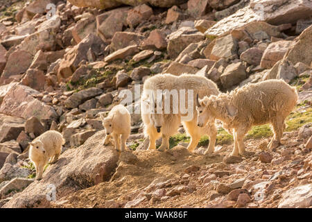 USA, Colorado, Mt. Evans. Mountain goat nanny and kids. Credit as: Cathy and Gordon Illg / Jaynes Gallery / DanitaDelimont.com Stock Photo
