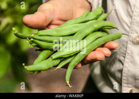 Issaquah, Washington State, USA. Elderly man holding freshly harvested Malibu pole green beans from his garden. (MR) Stock Photo