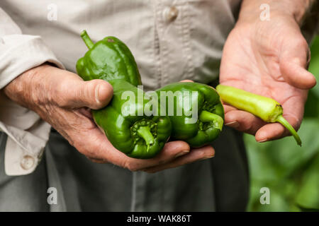 Issaquah, Washington State, USA. Elderly man holding freshly harvested sweet green bell peppers and a chili pepper from his garden. (MR) Stock Photo