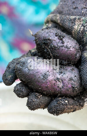 Issaquah, Washington State, USA. Woman holding freshly harvested potatoes. (MR) Stock Photo