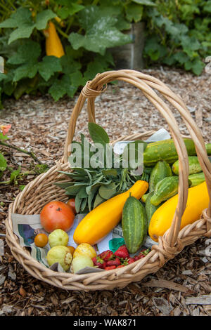 Issaquah, Washington State, USA. Basket of freshly harvested produce, including lemon and green cucumbers, yellow summer squash, strawberries and tomatoes. Stock Photo