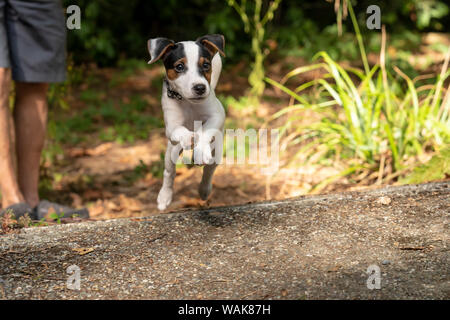Issaquah, Washington State, USA. Man playing with his two month old Jack Russell Terrier. (MR,PR) Stock Photo