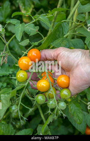 Issaquah, Washington State, USA. Woman harvesting Sungold cherry tomatoes. (MR) Stock Photo