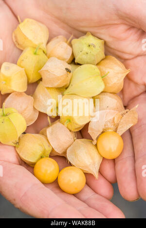 Carnation, Washington State, USA. Woman holding Aunt Molly's Ground Cherries (Physalis pruinosa). This heirloom is not actually a cherry, but rather a small ground tomato. (MR) Stock Photo