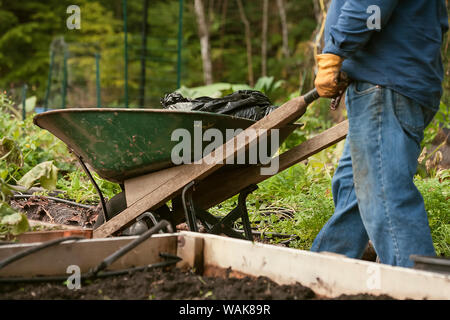 Issaquah, Washington State, USA. Man pushing wheelbarrow cleaning up autumn garden with raised beds in pea patch garden. (MR,PR) Stock Photo