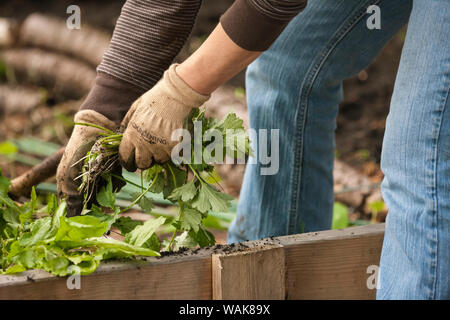 Issaquah, Washington State, USA. Woman pulling weeds and unwanted plants in Autumn at pea patch garden. (MR,PR) Stock Photo