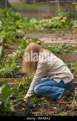 Issaquah, Washington State, USA. Woman pulling weeds and unwanted plants in Autumn at pea patch garden. (MR,PR) Stock Photo