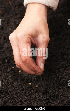 Issaquah, Washington State, USA. Woman planting beet seeds in a grooved row. (MR) Stock Photo