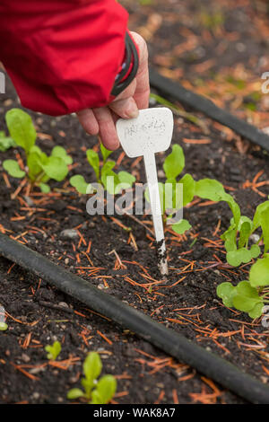 Issaquah, Washington State, USA. Woman placing plant sign in the ground in the pea patch garden. (MR) Stock Photo