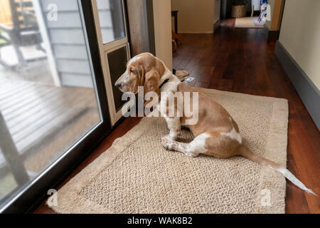 Renton, Washington State, USA. Three month old Basset Hound waiting by a door to be let out. (PR) Stock Photo