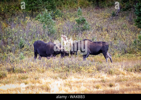 USA, Colorado, Cameron Pass. Two bull moose dueling. Credit as: Fred Lord / Jaynes Gallery / DanitaDelimont.com Stock Photo