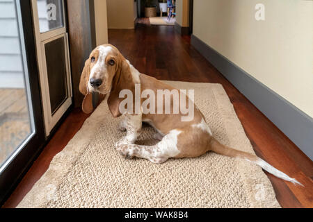 Renton, Washington State, USA. Three month old Basset Hound waiting by a door to be let out. (PR) Stock Photo