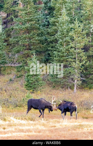 USA, Colorado, Cameron Pass. Two bull moose dueling. Credit as: Fred Lord / Jaynes Gallery / DanitaDelimont.com Stock Photo
