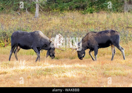 USA, Colorado, Cameron Pass. Two bull moose dueling. Credit as: Fred Lord / Jaynes Gallery / DanitaDelimont.com Stock Photo