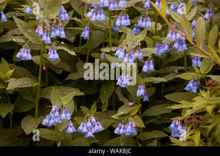 USA, Colorado, Yankee Boy Basin. Mountain bluebells close-up. Credit as: Don Grall / Jaynes Gallery / DanitaDelimont.com Stock Photo