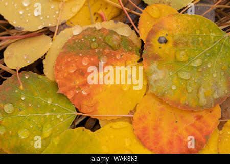USA, Colorado, Gunnison National Forest. Raindrops on fallen autumn aspen leaves. Credit as: Don Grall / Jaynes Gallery / DanitaDelimont.com Stock Photo