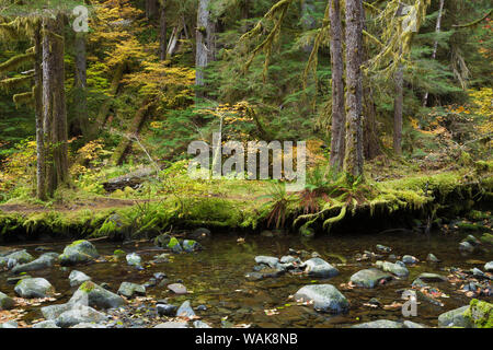 Queets River valley, Olympic National Park Stock Photo