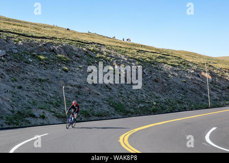 Road bicycling with heard of elk on ridge on Trail Ridge Road in Rocky Mountain National Park, Colorado, USA (MR) Stock Photo