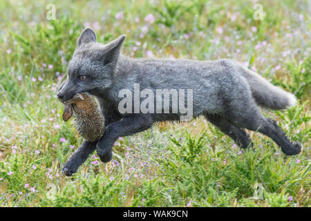 USA, Washington State. Red fox kit with European rabbit. Stock Photo