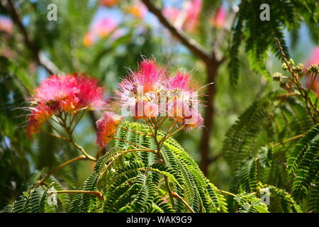 Clavellina tree flowers close-up at the end of spring in Talavera de la Reina, Spain Stock Photo