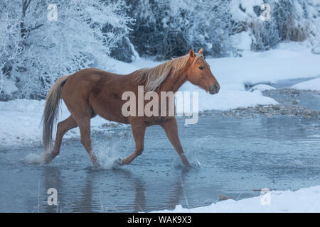 Horse drive in winter on Hideout Ranch, Shell, Wyoming. Horse crossing Shell Creek snow. Stock Photo