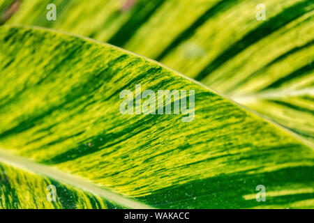 Close-up of Epipremnum aureum leaf, Florida, USA Stock Photo
