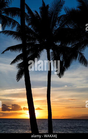 Hawaiian Sunset with palm trees silhouetted Stock Photo - Alamy