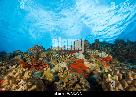 Scuba Diving at Molokini Crater, Maui, Hawaii, USA Stock Photo