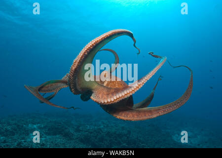 Day Octopus (Octopus cyanea) near Kona, Big Island, Hawaii Stock Photo