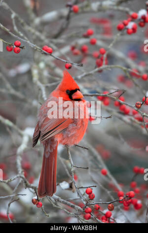 Male northern cardinal (Cardinalis cardinalis) in winterberry bush (Ilex verticillata). Marion County, Illinois. Stock Photo