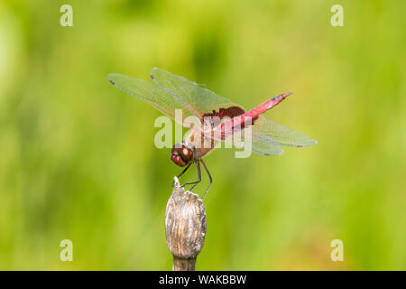 Male red Saddlebags (Tramea onusta). Marion County, Illinois. Stock Photo