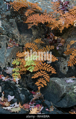 USA, Maine. Royal Ferns (Osmunda regalis) growing along Duck Brook, Acadia National Park. Stock Photo