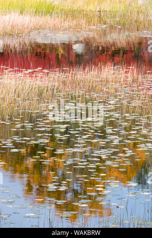 USA, Maine. New Mills Meadow Pond, Acadia National Park. Stock Photo