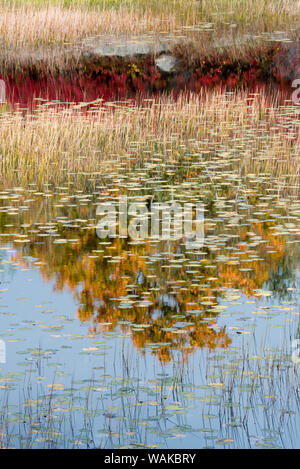 USA, Maine. New Mills Meadow Pond, Acadia National Park. Stock Photo