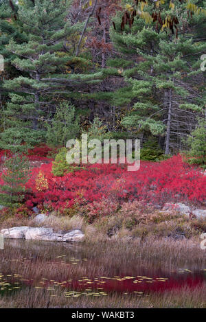 USA, Maine. Low bush blueberry and evergreen, New Mills Meadow Pond, Acadia National Park. Stock Photo