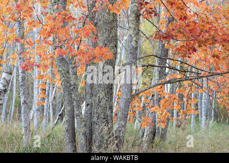 USA, Maine. Colorful autumn foliage in the forests of Sieur de Monts. Stock Photo