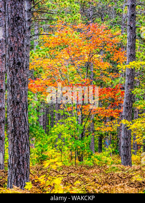 USA, Michigan. Fall color in the hardwood forest of the Upper Peninsula Stock Photo