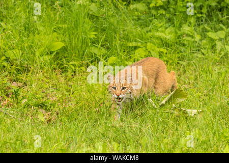 USA, Minnesota, Pine County. Captive bobcat. Credit as: Cathy and Gordon Illg / Jaynes Gallery / DanitaDelimont.com Stock Photo