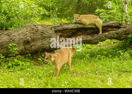 USA, Minnesota, Pine County. Captive bobcats. Credit as: Cathy and Gordon Illg / Jaynes Gallery / DanitaDelimont.com Stock Photo