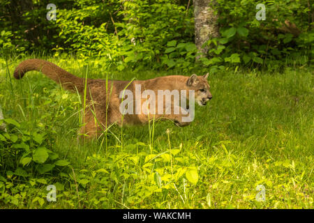 USA, Minnesota, Pine County. Captive bobcat. Credit as: Cathy and Gordon Illg / Jaynes Gallery / DanitaDelimont.com Stock Photo