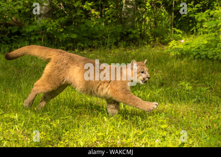 USA, Minnesota, Pine County. Captive bobcat. Credit as: Cathy and Gordon Illg / Jaynes Gallery / DanitaDelimont.com Stock Photo