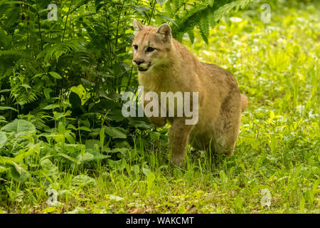 USA, Minnesota, Pine County. Captive bobcat. Credit as: Cathy and Gordon Illg / Jaynes Gallery / DanitaDelimont.com Stock Photo