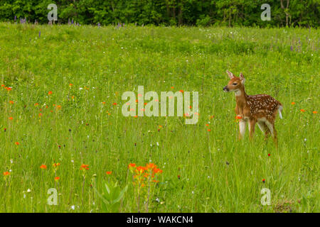 USA, Minnesota, Pine County. Captive fawn. Credit as: Cathy and Gordon Illg / Jaynes Gallery / DanitaDelimont.com Stock Photo